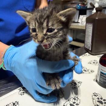 April (Blue collar) -  Domestic Short Hair Cat Available for Adoption in Milton, Florida - April (Blue Collar) | PetCurious
