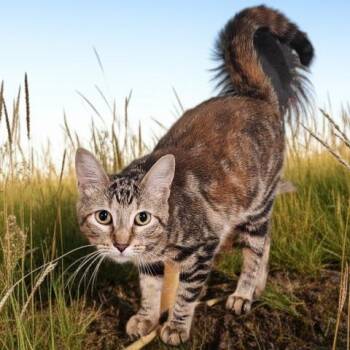 MURPHY -  Domestic Short Hair Cat for Adoption - MURPHY | PetCurious