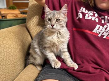 Opal -  Dilute Calico and Domestic Long Hair Cat for Adoption in Gladstone, Oregon - Opal | PetCurious