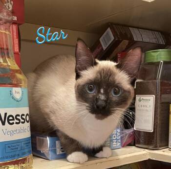 Star #intrepid-trio -  Siamese and Snowshoe Cat for Adoption in Houston, Texas - Star #intrepid-trio | PetCurious
