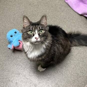Blu-Ray -  Domestic Medium Hair Cat for Adoption in Worcester, Massachusetts - Blu-Ray | PetCurious