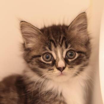 Gem -  Domestic Medium Hair Cat for Adoption in Philadelphia, Pennsylvania - Gem | PetCurious