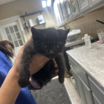 Isaac -  Domestic Short Hair Cat for Adoption in Lewisburg, West Virginia - Isaac | PetCurious