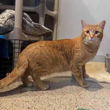 Queso Fresco -  Domestic Short Hair Cat for Adoption in Wilmington, Delaware - Queso Fresco | PetCurious