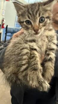Domestic Short Hair Cats Available for Adoption in Dallas, Texas - MOONIE | PetCurious