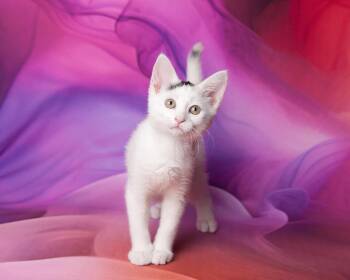 Domestic Short Hair Cats Available for Adoption in Chandler, Arizona - Bluebell Savant | PetCurious