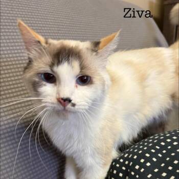 Domestic Short Hair Cats Available for Adoption in Buffalo, Minnesota - Ziva *Meet Me At Plymouth Petsmart* | PetCurious