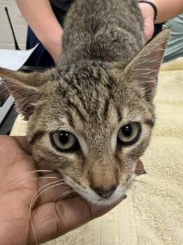 Bobble -  Domestic Short Hair Cat for Adoption in Fishers, Indiana - Bobble | PetCurious