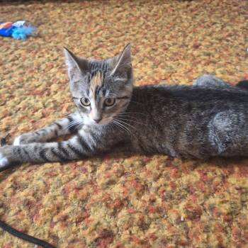 Belle -  Domestic Short Hair Cat for Adoption in Mayfield, New York - Belle | PetCurious