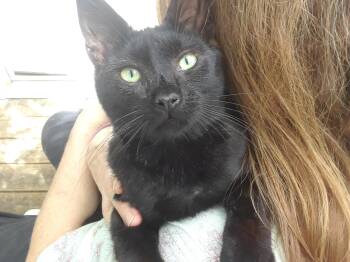 Dunkin -  Domestic Short Hair Cat for Adoption in Millerton, Pennsylvania - Dunkin | PetCurious