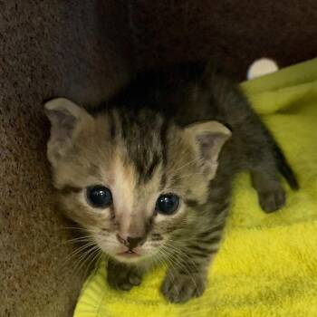 Nutmeg -  Domestic Short Hair Cat for Adoption in Buchanan Dam, Texas - Nutmeg | PetCurious