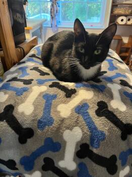 Rescue Domestic Short Hair Cats for Adoption in Lawrenceville, Georgia - Oreo | PetCurious