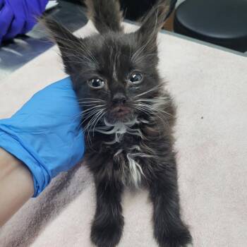 Craig -  Domestic Long Hair Cat for Adoption in Summerville, South Carolina - Craig | PetCurious