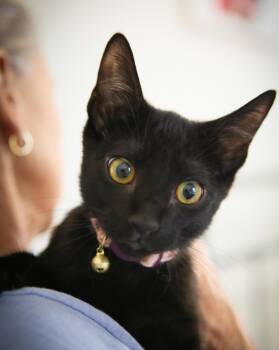 Rescue Domestic Short Hair Cats for Adoption in Sonora, California - Sage | PetCurious