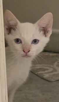 Chavonne -  Siamese Cat for Adoption in Missouri City, Texas - Chavonne | PetCurious