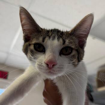 Sky -  Domestic Short Hair Cat for Adoption in Goleta, California - Sky | PetCurious