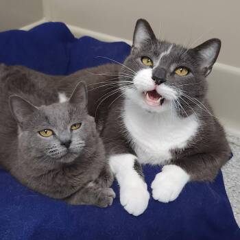 Irma & Oswald -  Domestic Short Hair Cat for Adoption in Marshfield, Wisconsin - Irma & Oswald | PetCurious