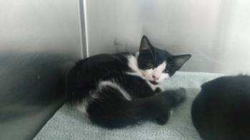 Olie -  Domestic Short Hair Cat for Adoption in Burgaw, North Carolina - Olie | PetCurious