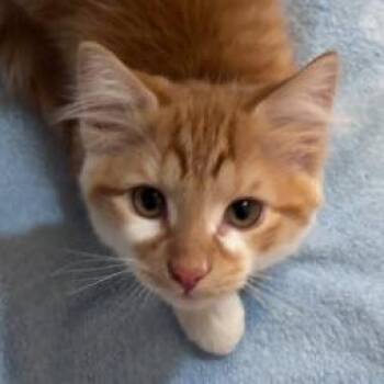 Domestic Short Hair Cats Available for Adoption in Hudson, Massachusetts - Rambo Normandy - Needs A Cat Buddy | PetCurious