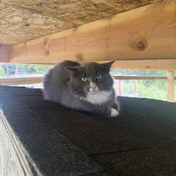 Fluff -  Domestic Medium Hair Cat for Adoption in Waynesboro, Pennsylvania - Fluff | PetCurious