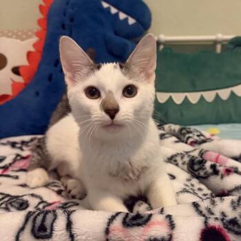 Boudin -  Domestic Short Hair Cat for Adoption in Baytown, Texas - Boudin | PetCurious