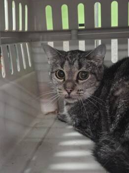 A799954 -  Domestic Short Hair Cat for Adoption in Louisville, Kentucky - A799954 | PetCurious