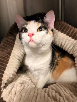 Domestic Short Hair Cats Available for Adoption - Holly | PetCurious