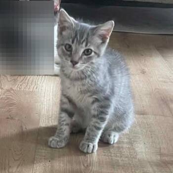Milo -  Domestic Short Hair Cat for Adoption in Newport News, Virginia - Milo | PetCurious