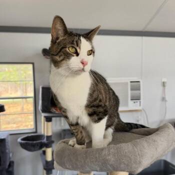 Rae -  Domestic Short Hair Cat for Adoption in Goshen, Indiana - Rae | PetCurious