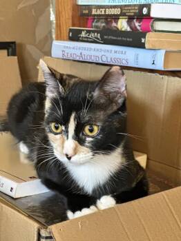 Rescue Calico Cats for Adoption in Los Angeles, California - Diva (GS & YB) | PetCurious