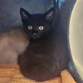 Rescue Domestic Long Hair Cats for Adoption in Nashville, Tennessee - Rue | PetCurious