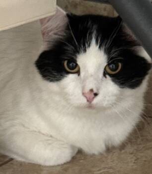 Rescue Domestic Short Hair Cats for Adoption in Grand Junction, Colorado - Huntress | PetCurious