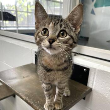 Ocelli -  Domestic Short Hair Cat for Adoption in Carencro, Louisiana - Ocelli | PetCurious