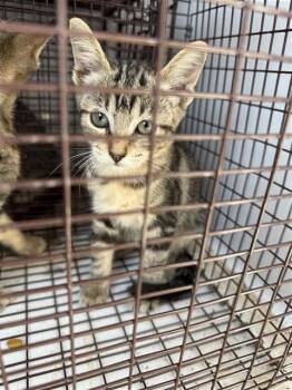 A662320 -  Domestic Short Hair Cat for Adoption in Houston, Texas - A662320 | PetCurious