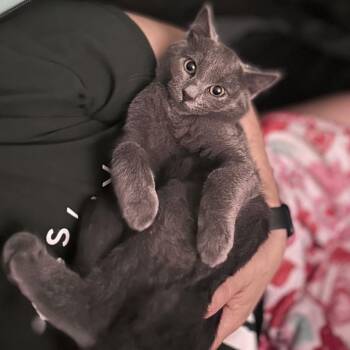 Chickpea -  Domestic Short Hair Cat for Adoption in Walden, New York - Chickpea | PetCurious