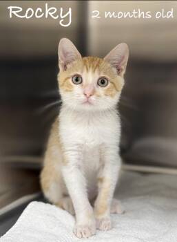 Rocky -  Domestic Short Hair Cat for Adoption in Pawleys Island, South Carolina - Rocky | PetCurious