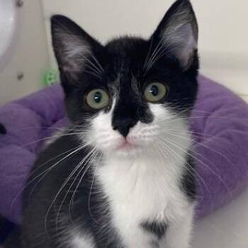 Rescue Domestic Short Hair Cats for Adoption in Ocean Isle Beach, North Carolina - Batman | PetCurious