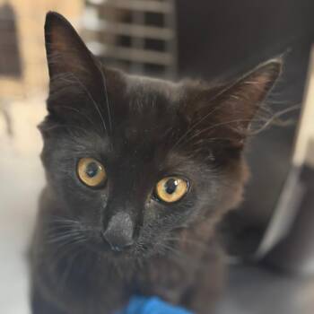 Claude -  Domestic Medium Hair Cat for Adoption in Birmingham, Alabama - Claude | PetCurious
