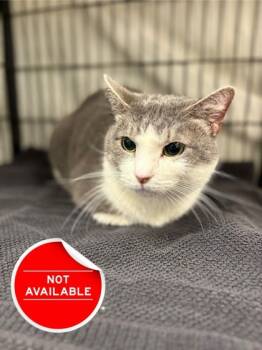 Rescue Domestic Short Hair Cats for Adoption in Lowell, Massachusetts - Belle | PetCurious