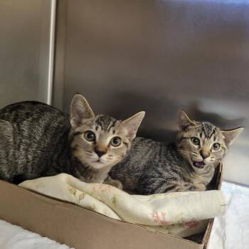 Domestic Short Hair Cats Available for Adoption in Westminster, California - WAGS-Stray-21769_2_3 | PetCurious