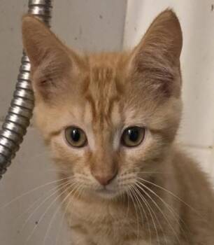Keegan -  Domestic Short Hair Cat for Adoption in Verona, Wisconsin - Keegan | PetCurious