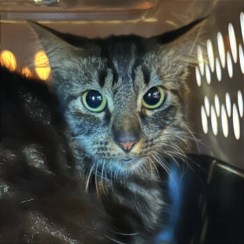 Rescue Domestic Long Hair Cats for Adoption in Goleta, California - Tigre | PetCurious