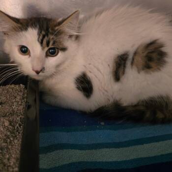 James de fluff -  Domestic Medium Hair Cat for Adoption in Waldorf, Maryland - James De Fluff | PetCurious