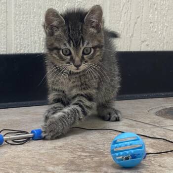 Domestic Short Hair Cats Available for Adoption in Tulsa, Oklahoma - River | PetCurious