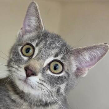 Loki -  Domestic Short Hair Cat for Adoption in Zanesville, Ohio - Loki | PetCurious