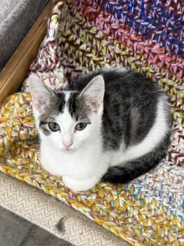 Coupon -  Domestic Short Hair Cat for Adoption in Hamburg, New York - Coupon | PetCurious