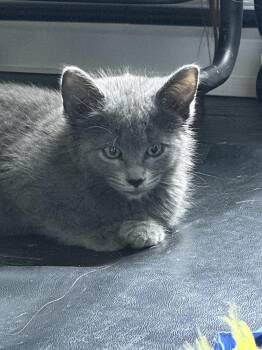 Chip -  Domestic Short Hair Cat for Adoption - Chip | PetCurious