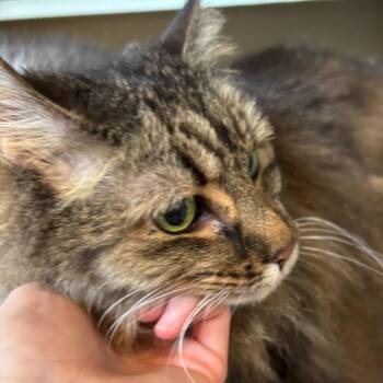 Didda (Bonded to Ted) -  Domestic Long Hair Cat Available for Adoption in Louisville, Kentucky - Didda (Bonded To Ted) | PetCurious