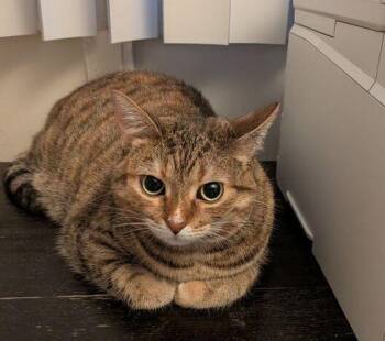 Tigress -  Domestic Short Hair Cat for Adoption in Mississauga, Ontario - Tigress | PetCurious