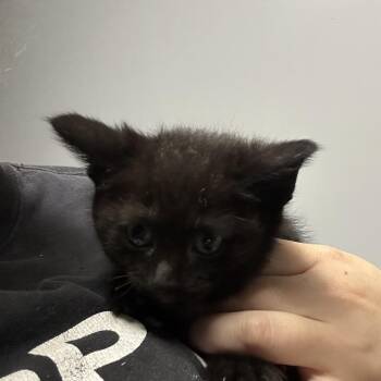 Kale -  Domestic Short Hair Cat for Adoption in Clavet, Saskatchewan - Kale | PetCurious